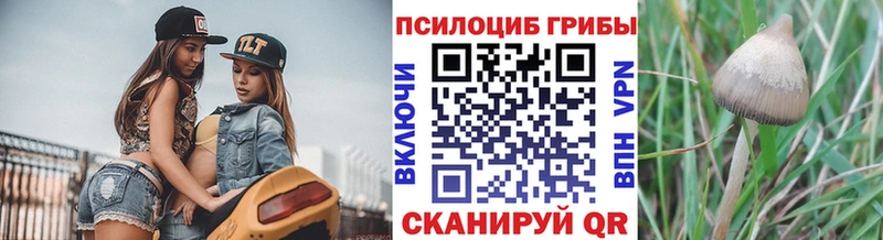 закладка  Бийск  Псилоцибиновые грибы Psilocybine cubensis 